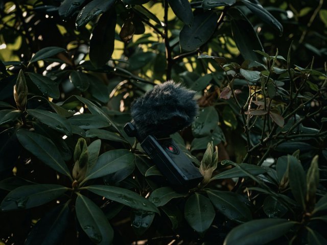 Handheld recorder with a furry windscreen among dark garden foliage